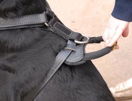 Newfoundlan handle for harness