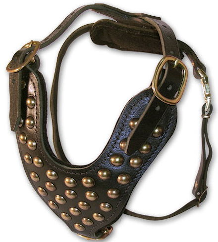 Newfoundland padded leather dog harness with studs- studded best dog harness for newf