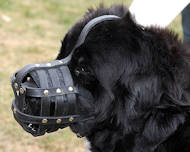 Newfoundland dog muzzle,wire basket dog muzzle,leather dog muzzle click heare Newfoundland dog muzzles,wire basket dog muzzles,leather dog muzzles