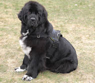 Nylon multi-purpose dog harness for tracking / pulling