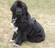 best harness for newfoundland puppy