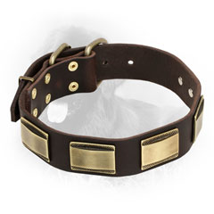 Leather Newfoundland Collar with Brass Plates
