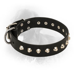 Leather Newfoundland Collar with Nickel Plated Studs