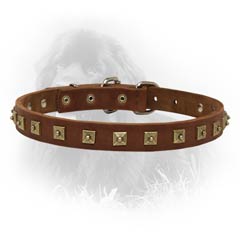Newfoundland Dog Leather Collar For Walking And  Training in Style