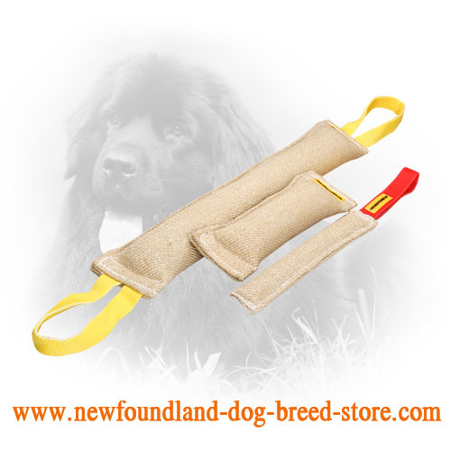 Newfoundland shop dog items