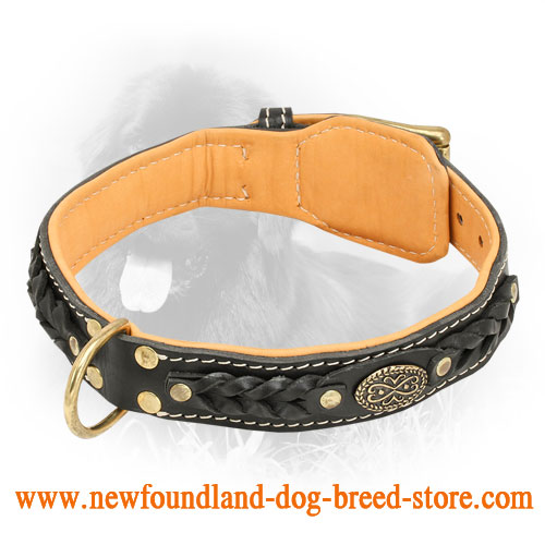 Best collar shop for newfoundland dog