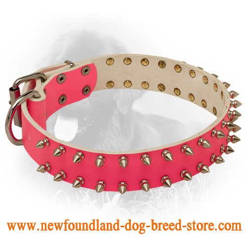 female dog leashes