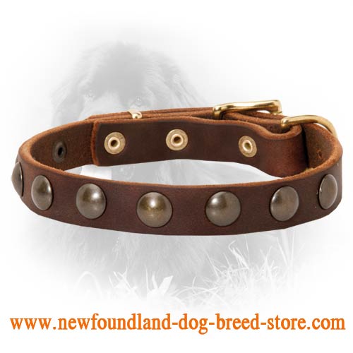 Get Wide Walking Leather Dog Collar, Brass Studs