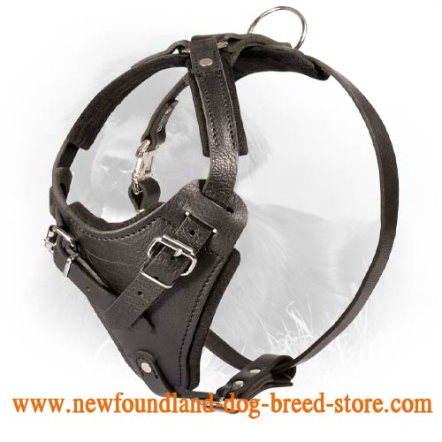 Best harness on sale for newfoundland dog