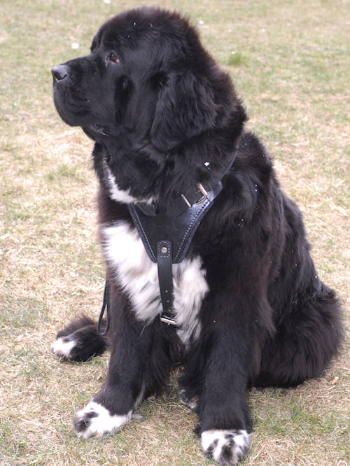 leather dog harness for Newfoundlan
