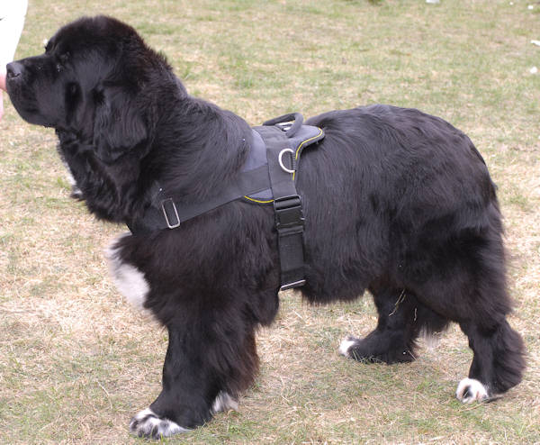 nylon dog harness for Newfoundland