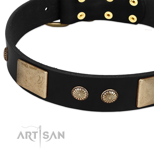Leather dog collar with studs for everyday use