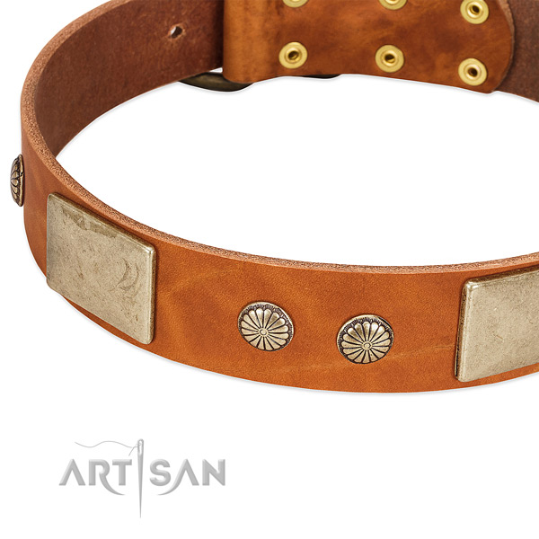 Corrosion resistant studs on leather dog collar for your doggie