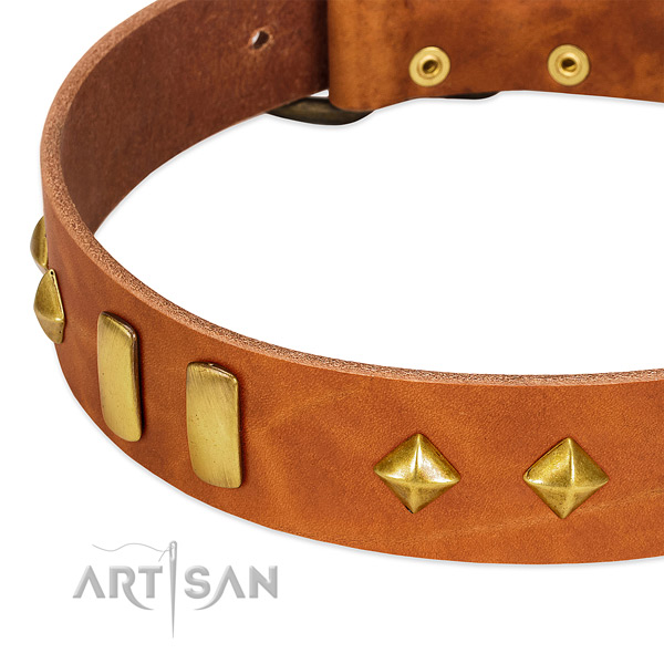 Daily use leather dog collar with trendy embellishments