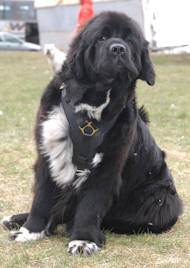 leather dog harness for newfoundland
